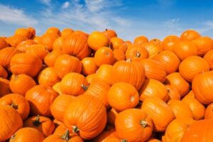 pumpkins